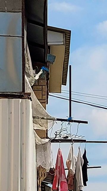 Балкон TV - Голуби в гамаке #shorts смотреть онлайн