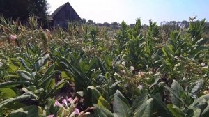 первая ломка табака сорта берли желтый,3 августа 2021,пе?