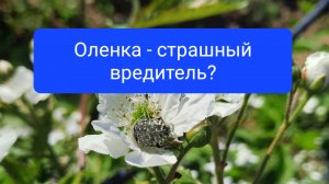 Оленка мохнатая - опасный вредитель