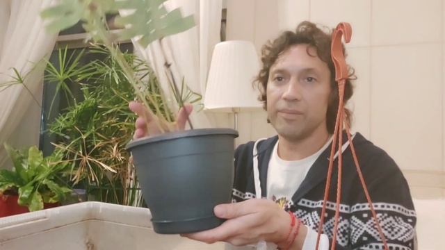 Флебодиум Золотистый спустя год пересадка