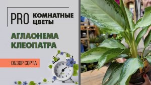 Аглаонема Клеопатра. Прекрасная царица среди аглаонем. Обзор сорта комнатного растения.