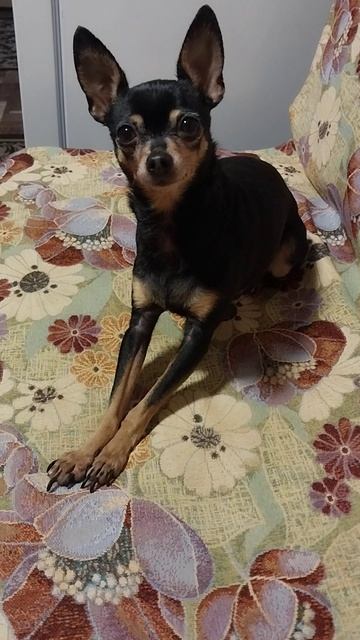 Рикки не хочет работать))) смотреть онлайн