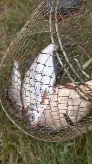 Улов на реке 2024 на фидер . #природа #красотаприроды #рыб смотреть онлайн