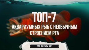 ТОП-7 аквариумных рыбок с необычным строением рта