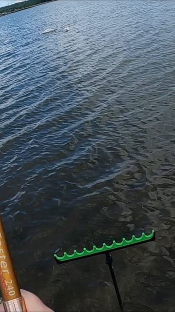 Крупный карась и лебеди рядом смотреть онлайн