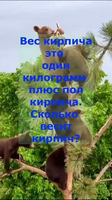 Сколько весит кирпич? Сможешь найти ответ? Будь внимат смотреть онлайн