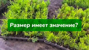 Черенки туи на доращивание 10-15 см