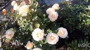 Парфюм киссес. Сорт доступен для заказа на осень 2024