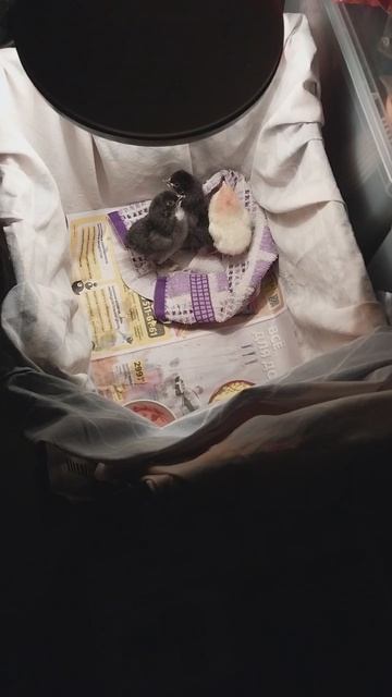 Цыпы мои! смотреть онлайн