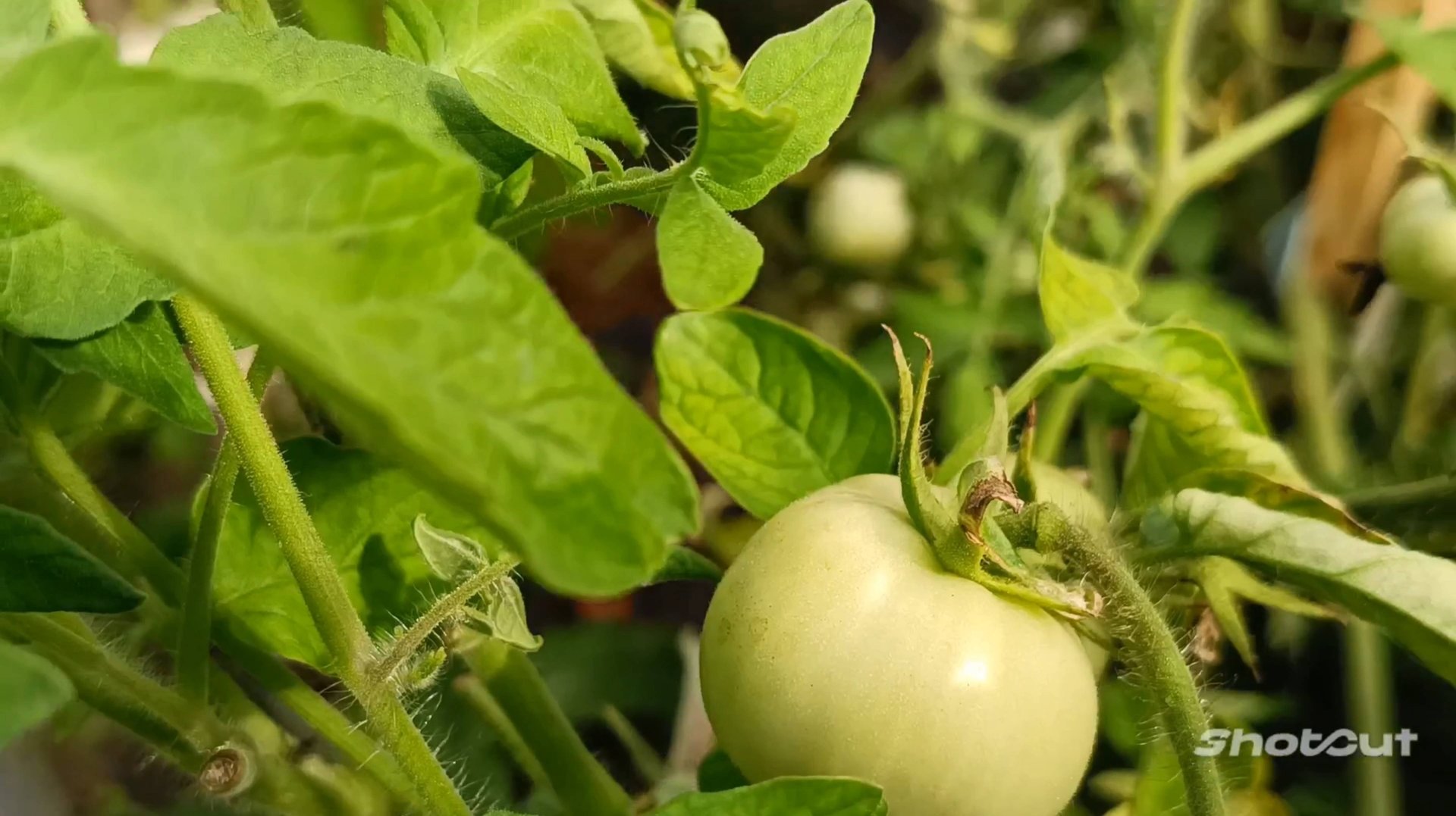 АХ, ОГУРЧИКИ, ПОМИДОРЧИКИ!