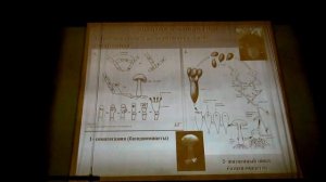 2017-02-04 Жизненные циклы и размножение водорослей, грибов и лишайников - Гололобова М.А. Часть 2