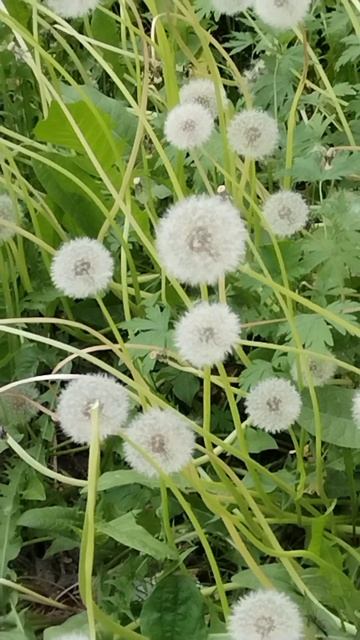 Когда отцветают одуванчики, такая красота получается! смотреть онлайн