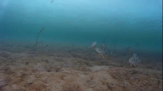 Подводное видео. Осторожные окуни. смотреть онлайн