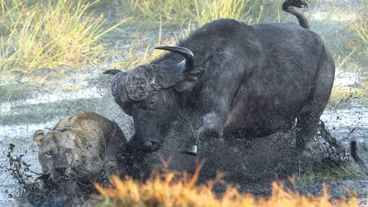 Буйвол в Деле... Огромные быки против львов, носорогов и даже туристов! смотреть онлайн