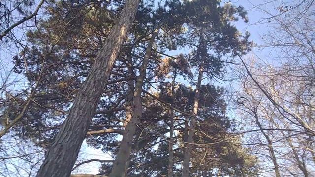 Ёлка новогодняя..ещё растет..🎄🎄👍 смотреть онлайн