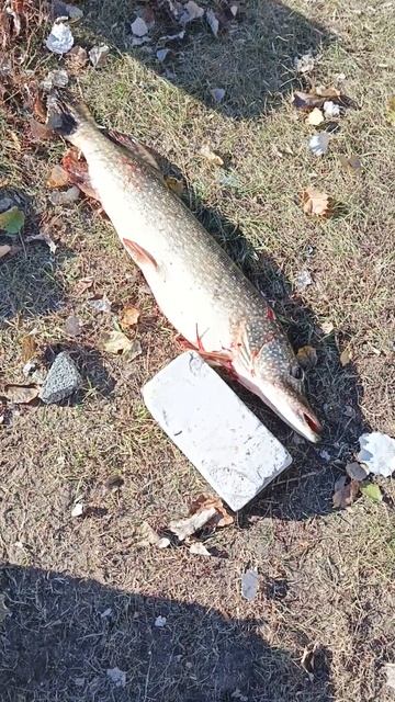 Огромная щука 2024 года #bassfishing #рыбалка #fishing #carpfishing #carp #?