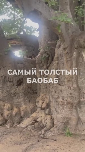 Обходим самый большой баобаб в Африке (Ангола)