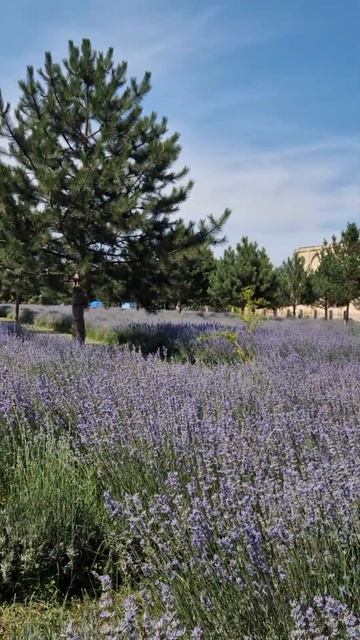 Лавандовое поле в парке. Лето 2024. Коканд смотреть онлайн