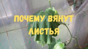 Почему вянут листья на огурцах