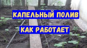 Капельный полив, это просто