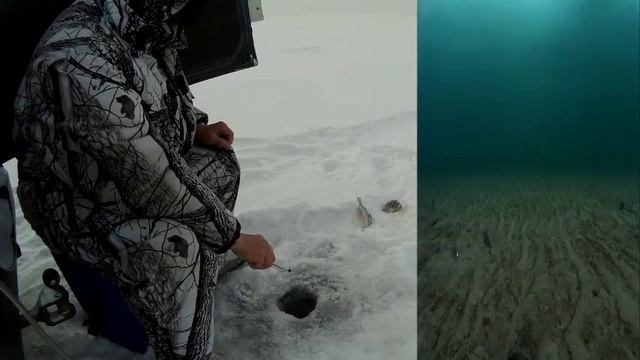 Поиск окуня на 2 метрах с утра. 17.01.2017 г. смотреть онлайн