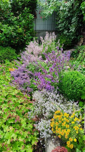 Цветет шалфей лекарственный 01.06.2025 г. Пятигорск #дизайн сада #цветы