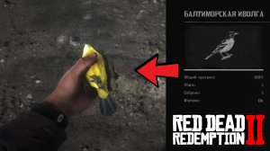 Где найти балтиморскую иволгу в Red Dead Redemption 2