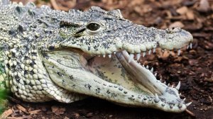 Крокодил в Индонезии утащил беременную женщину прямо с кухни и съел ее