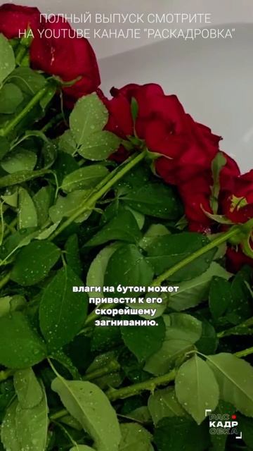 Ванна VS розы 👀 Полный выпуск смотрите на канале "Раскадровка" смотреть онлайн