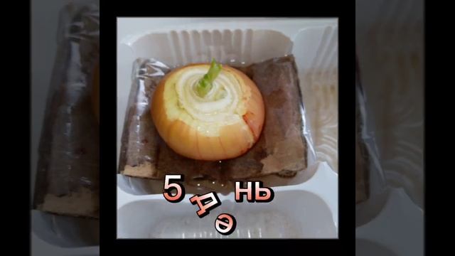 Выращиваю лук на зелень в воде.