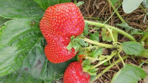 О клубнике кратко, сорт Гигантелла и ремонтантная, ранняя и поздняя.