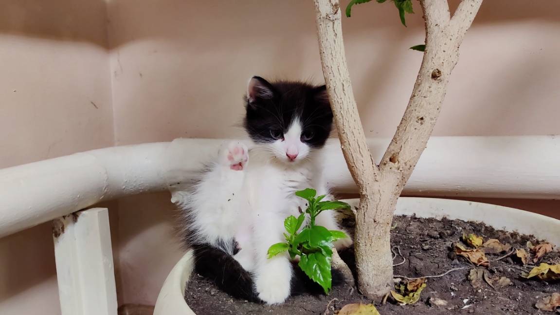 Котята и комнатные растения 2. смотреть онлайн