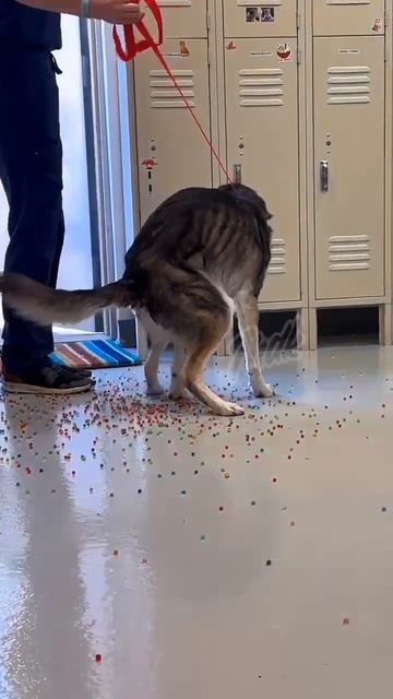 скитлстрянка смотреть онлайн