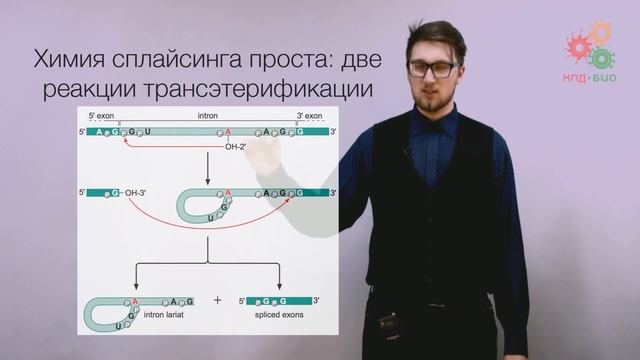 Реализация геномной информации. Процессинг и сплайсинг РНК смотреть онлайн
