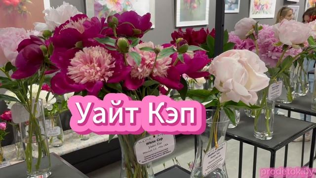 Пионы-чемпионы выставки Пионовый фест 2024