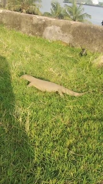 Варан бегает по улице смотреть онлайн