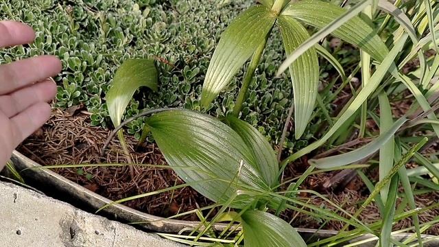 Рябчик камчатский (Fritillaria camschatcensis) в нашем саду 2025 - этапы развития. смотреть онлайн