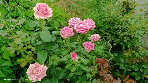 Роза Аква (Aqua), срезочный сорт