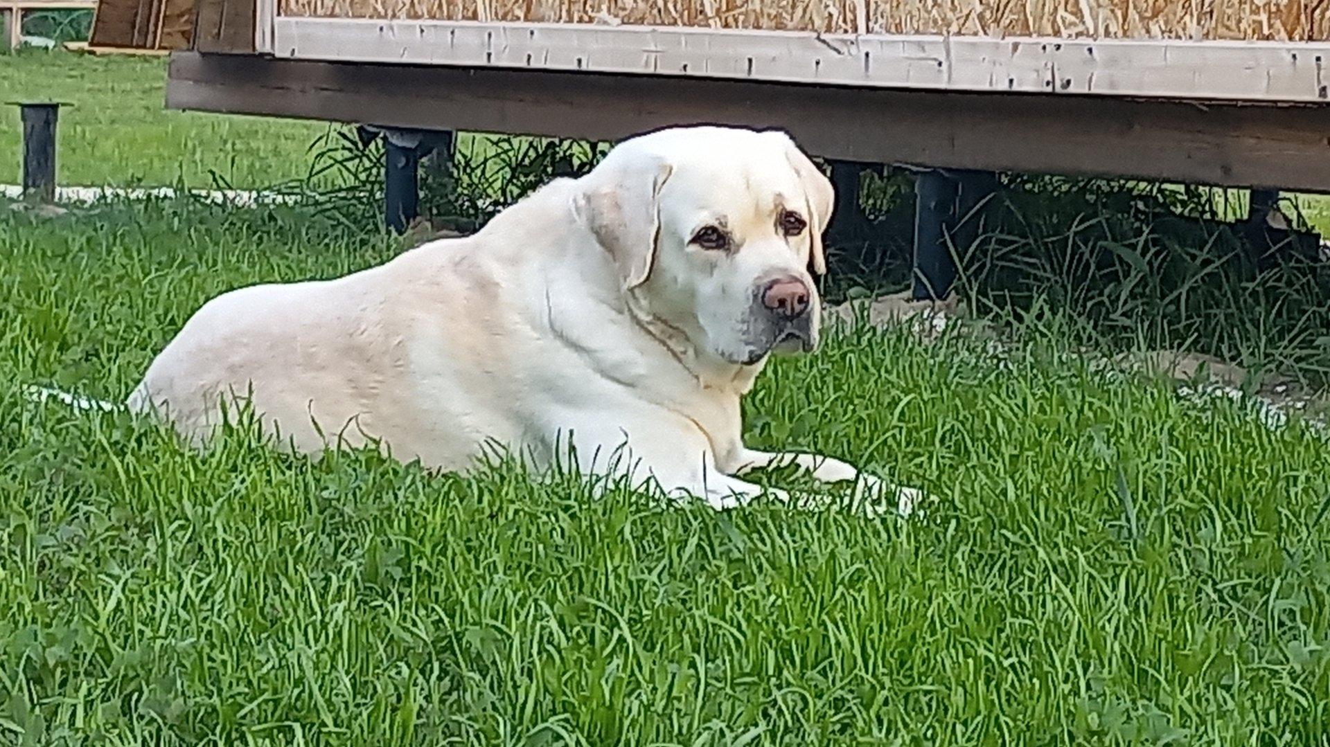 Вечерний Обход по Огороду , есть потери , Деревенская Жизнь смотреть онлайн