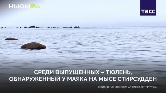 Тюлени снова дома! смотреть онлайн