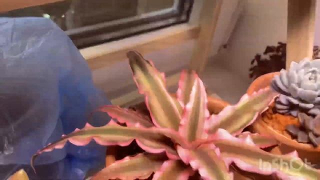 Миниобзор моего подоконника на кухне и перестановка ц смотреть онлайн