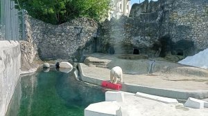 Московский зоопарк.Белый медведь ловит рыбу, где-то она спряталась, он нашёл, съел и искать другую