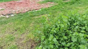 Посадили капусту ,кошу траву.