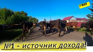 ПОГНАЛИ КОРОВ ЗАРАБАТЫВАТЬ ДЕНЬГИ. Вес бройлера в 10 дней. выгнали всех телят. Будни в деревне.