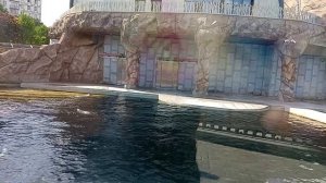 Московский зоопарк.Морж резвится в воде, нырнет, выплывет и фыркнет фонтан воды