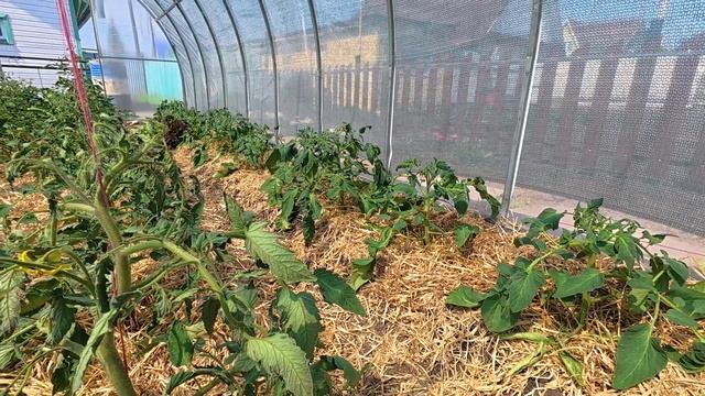 Пересадила лук, муж меня потерял смотреть онлайн