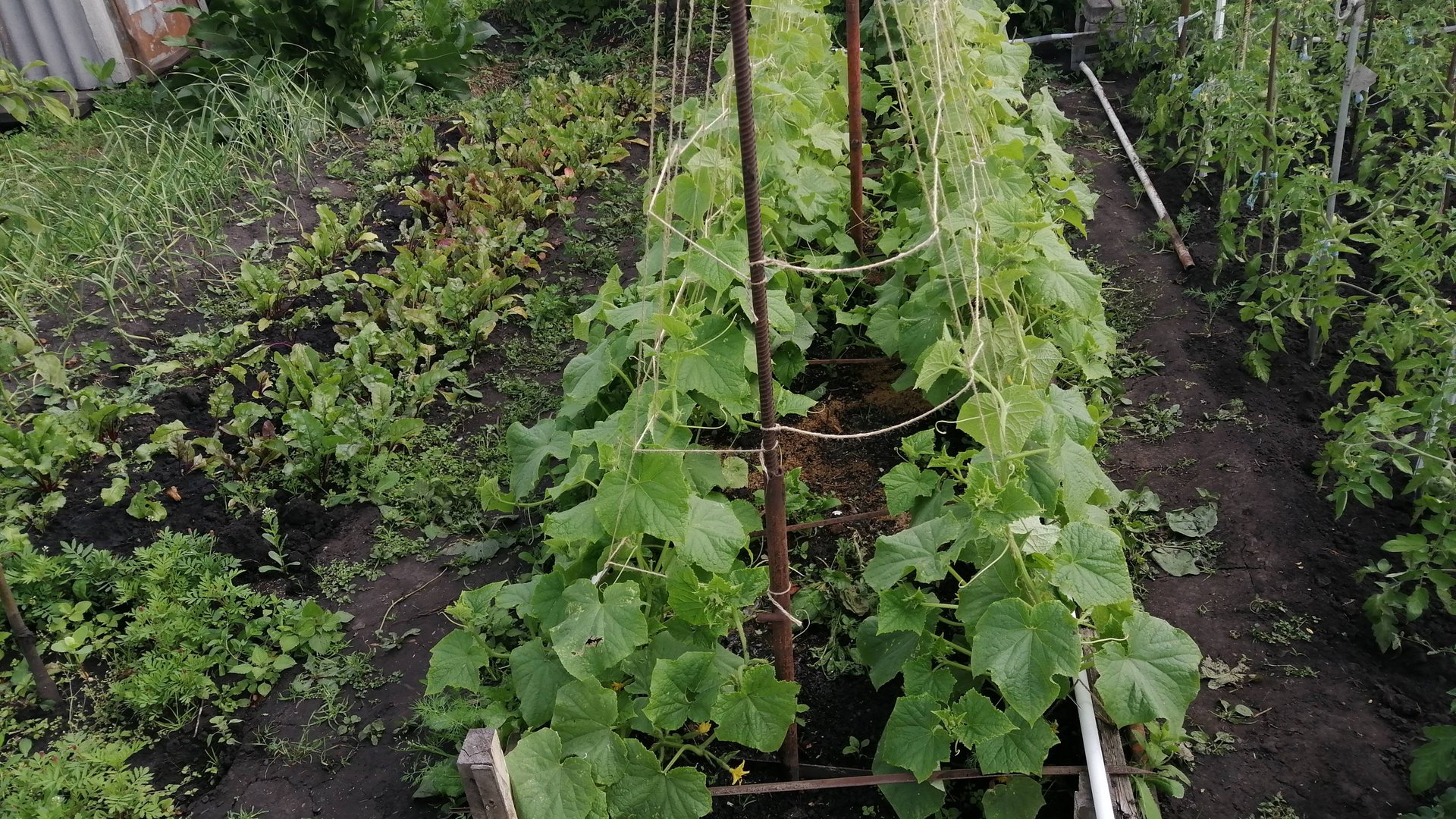 Автоматический полив на дачном участке! смотреть онлайн