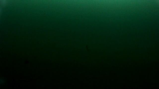 Подводное видео. Окунь бегает за блесной вниз вверх. смотреть онлайн