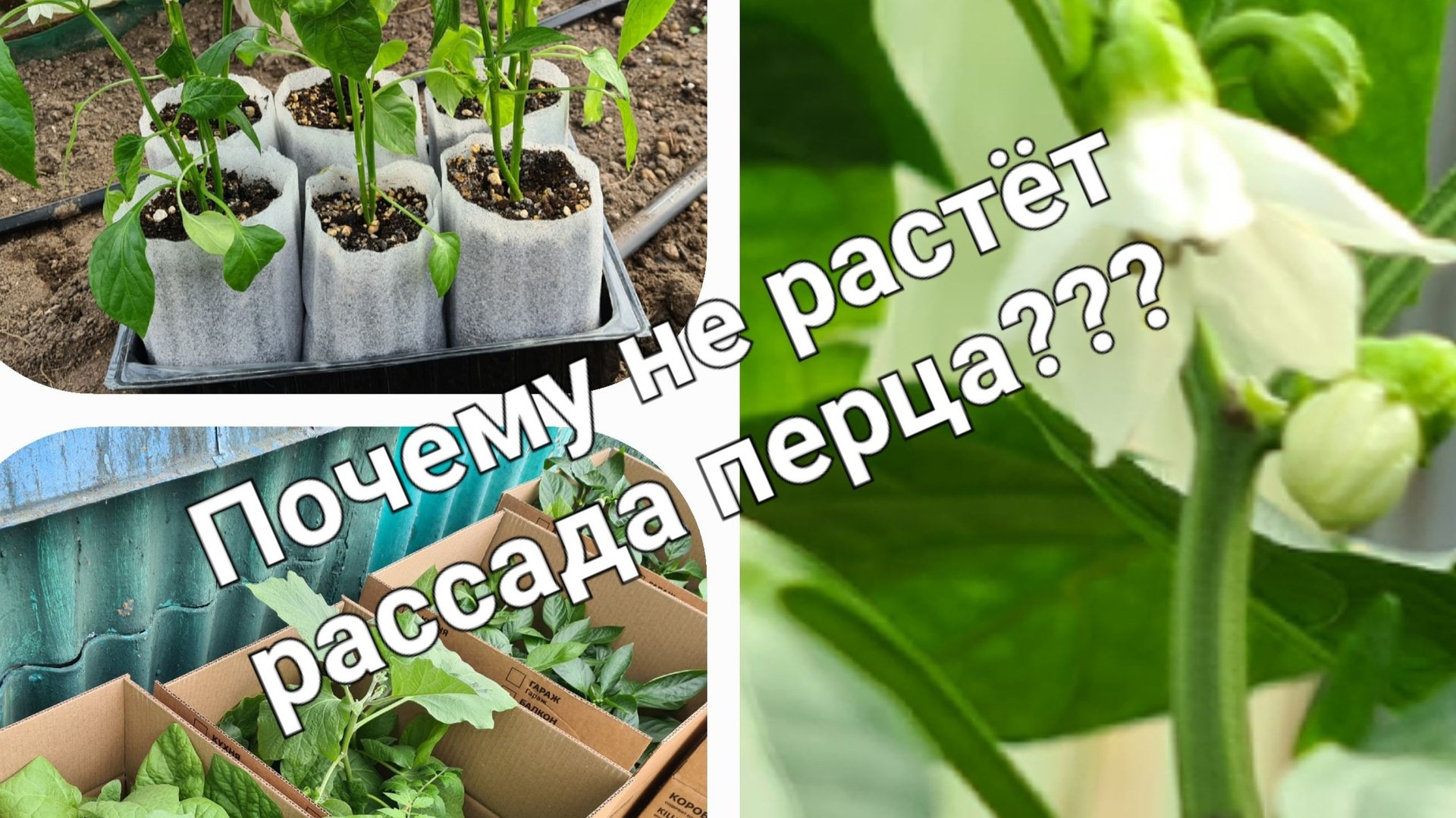 Рассада перца не растёт и желтеет?  это потому что перец после высадки не любит...