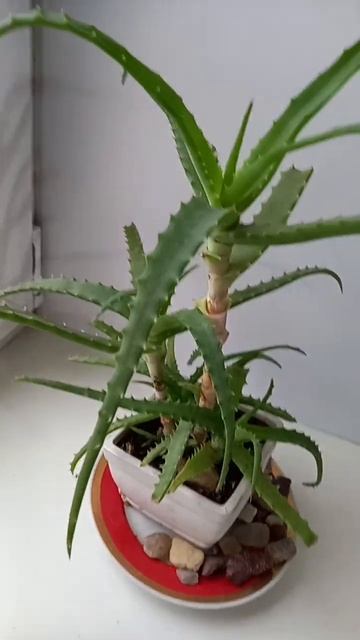 надо уже пересаживать алое. смотреть онлайн